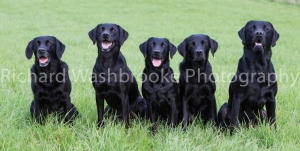 Riverlily Working Dogs  5th September 2014